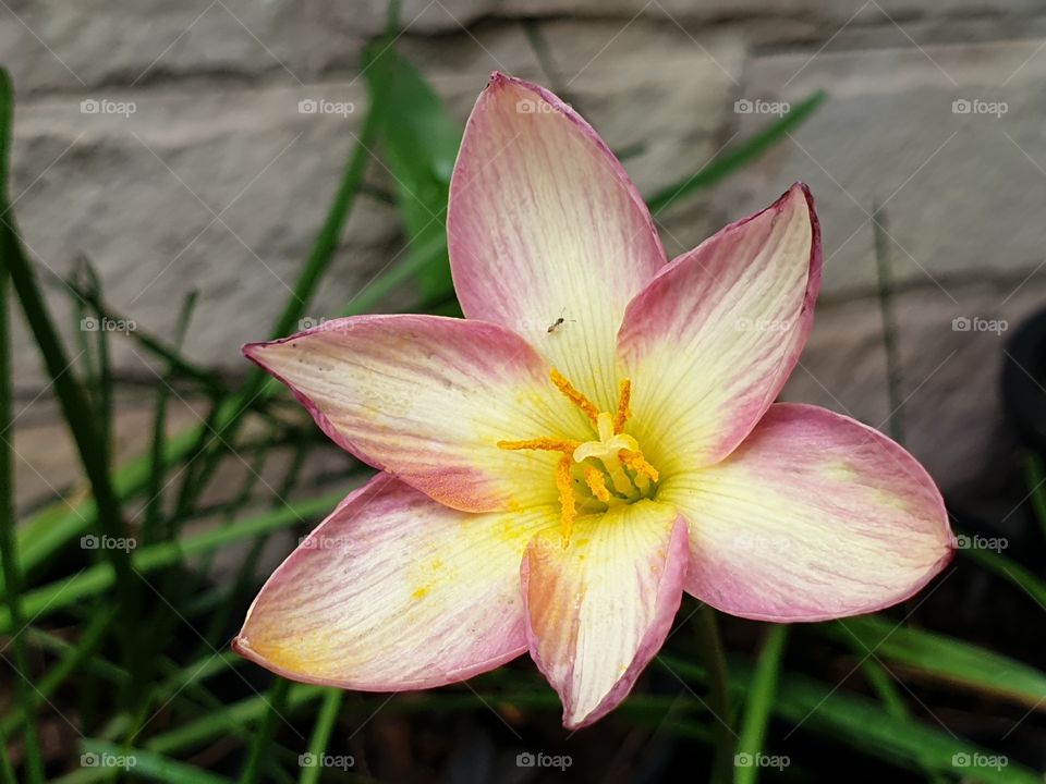 beautiful flowers in my garden