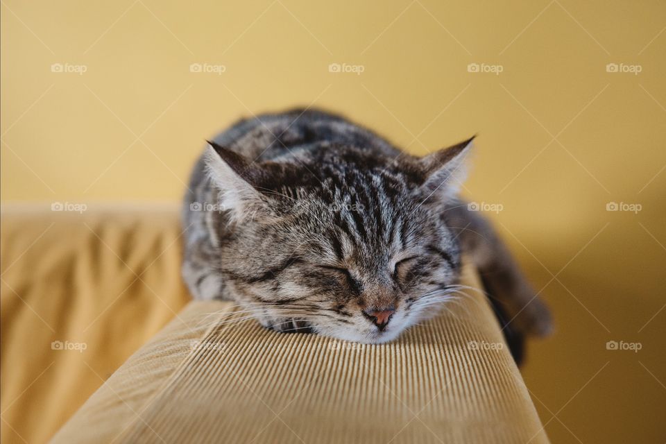 Close-up of sleepy cat