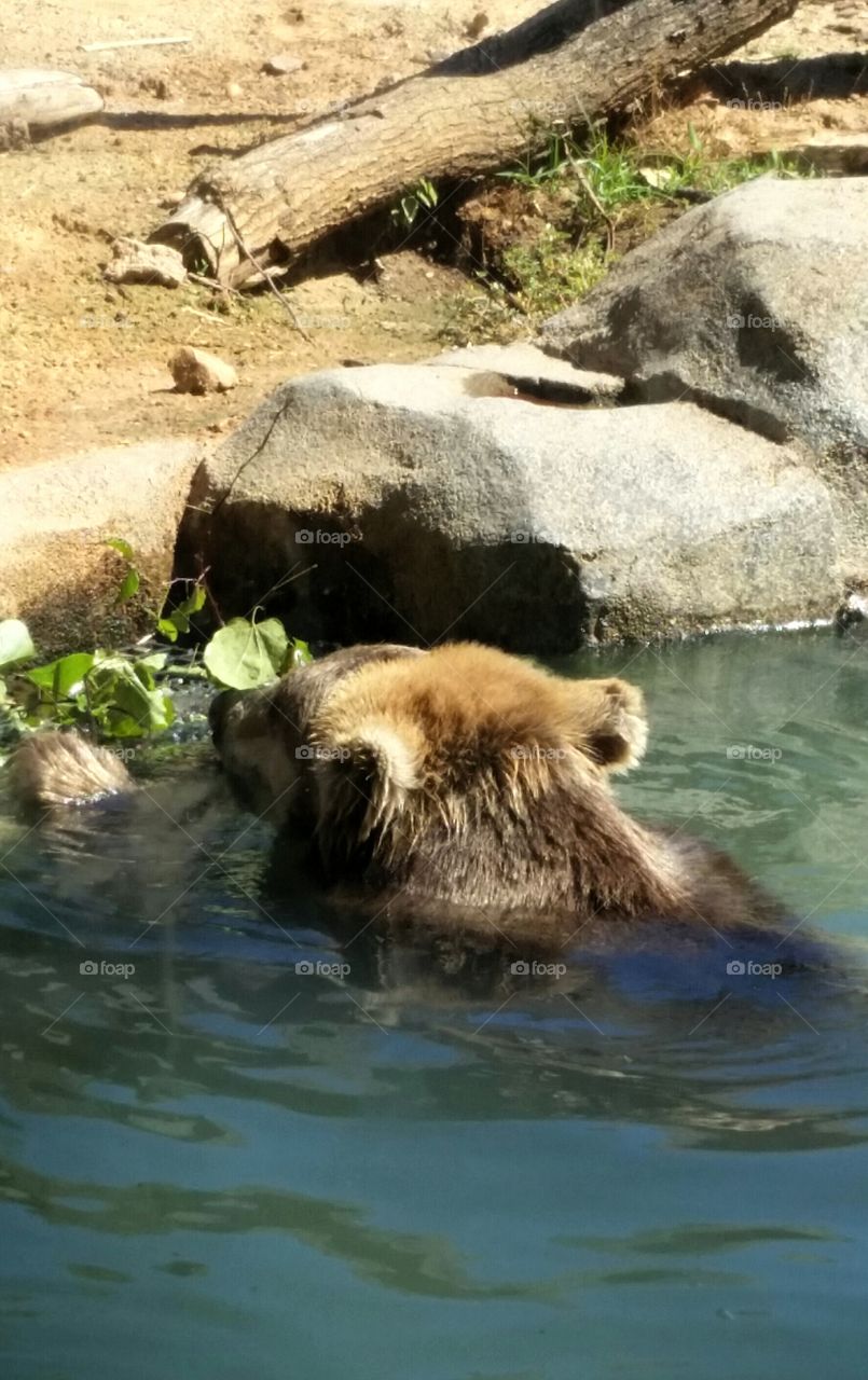 Cooling off on a "beary" hot day :)