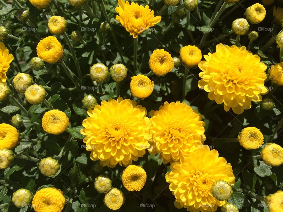Full frame shot of yellow flowers