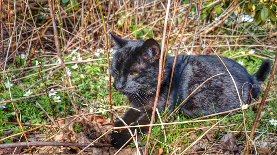 Close-up of a cat and flowers