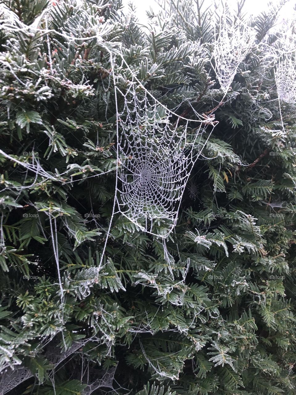 Cobweb