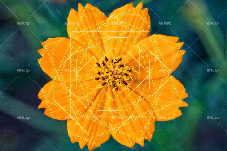 flower orange lines petal by addisonm11