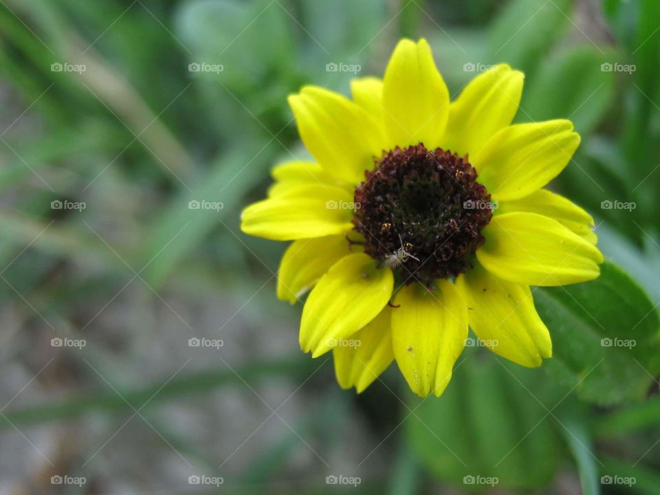 Yellow Flower
