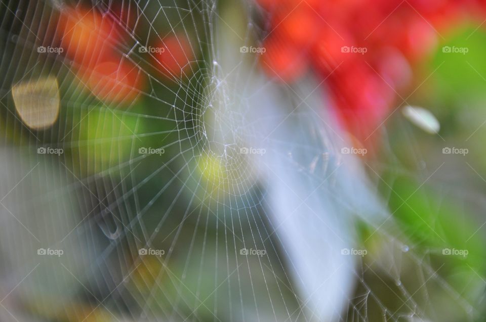 Spiderweb on the tree