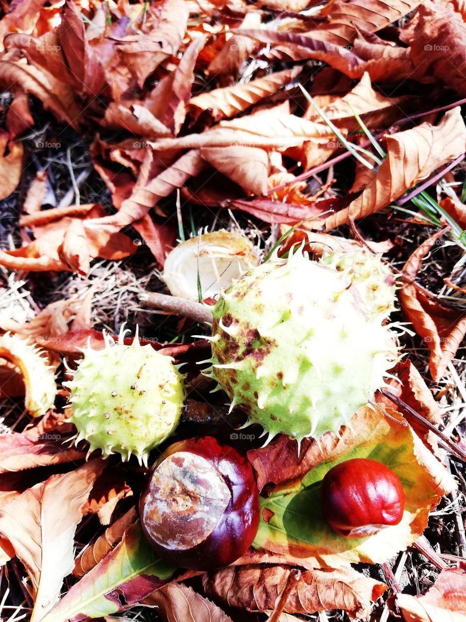 autumn weather, autumn colors, autumn fruits