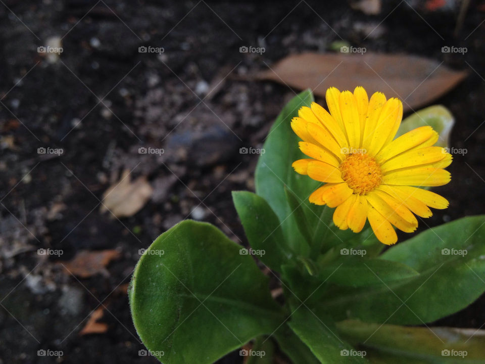 yellow flower bright petals by bherna05