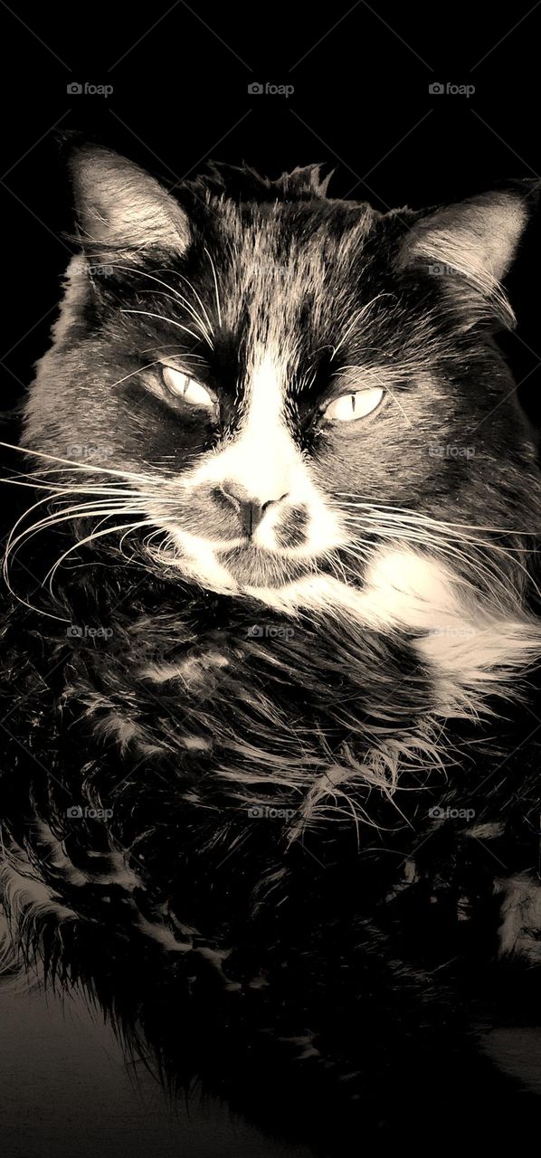 Zeus 
Beautiful and dignified boy