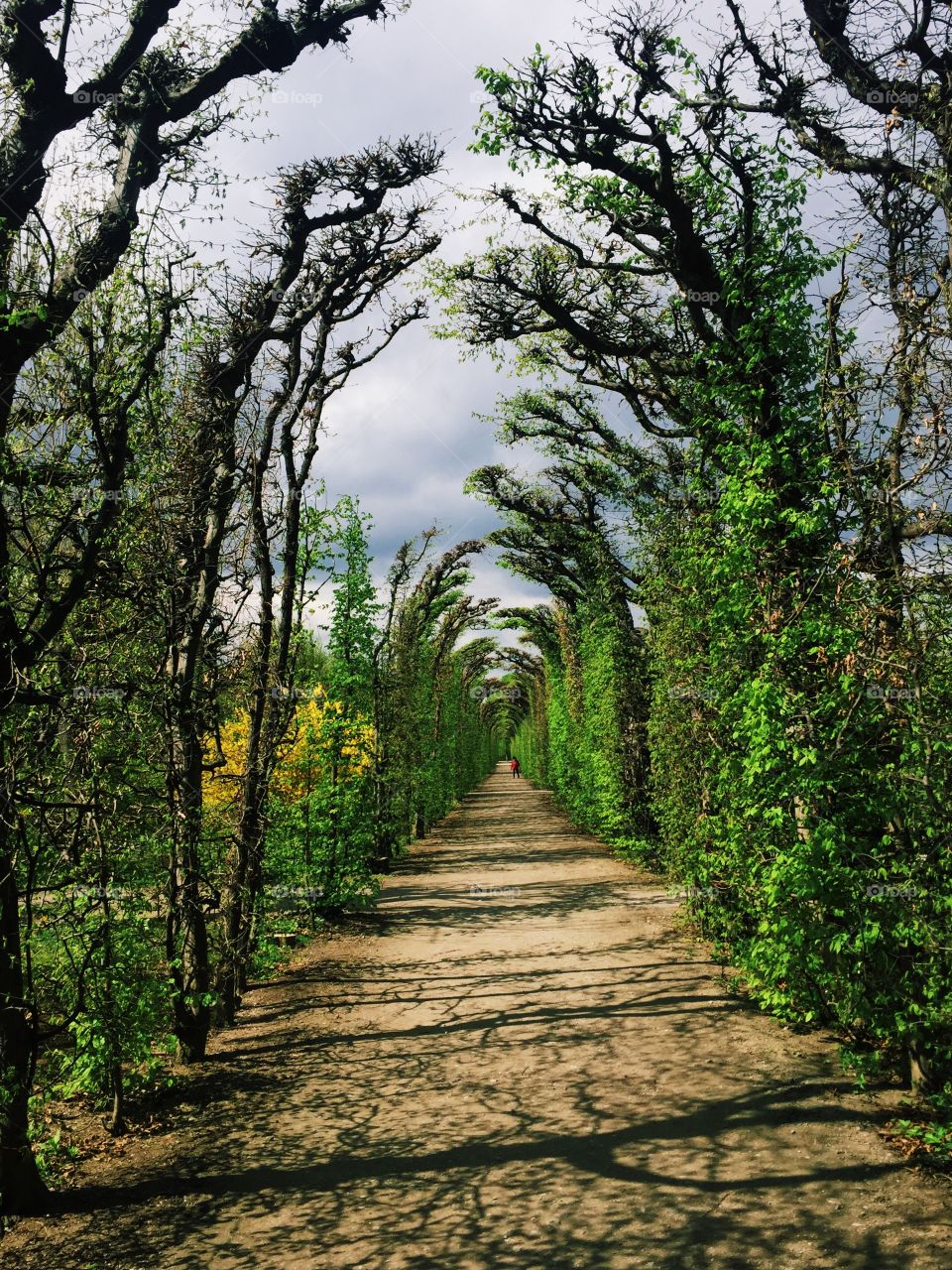 Green tunnel 