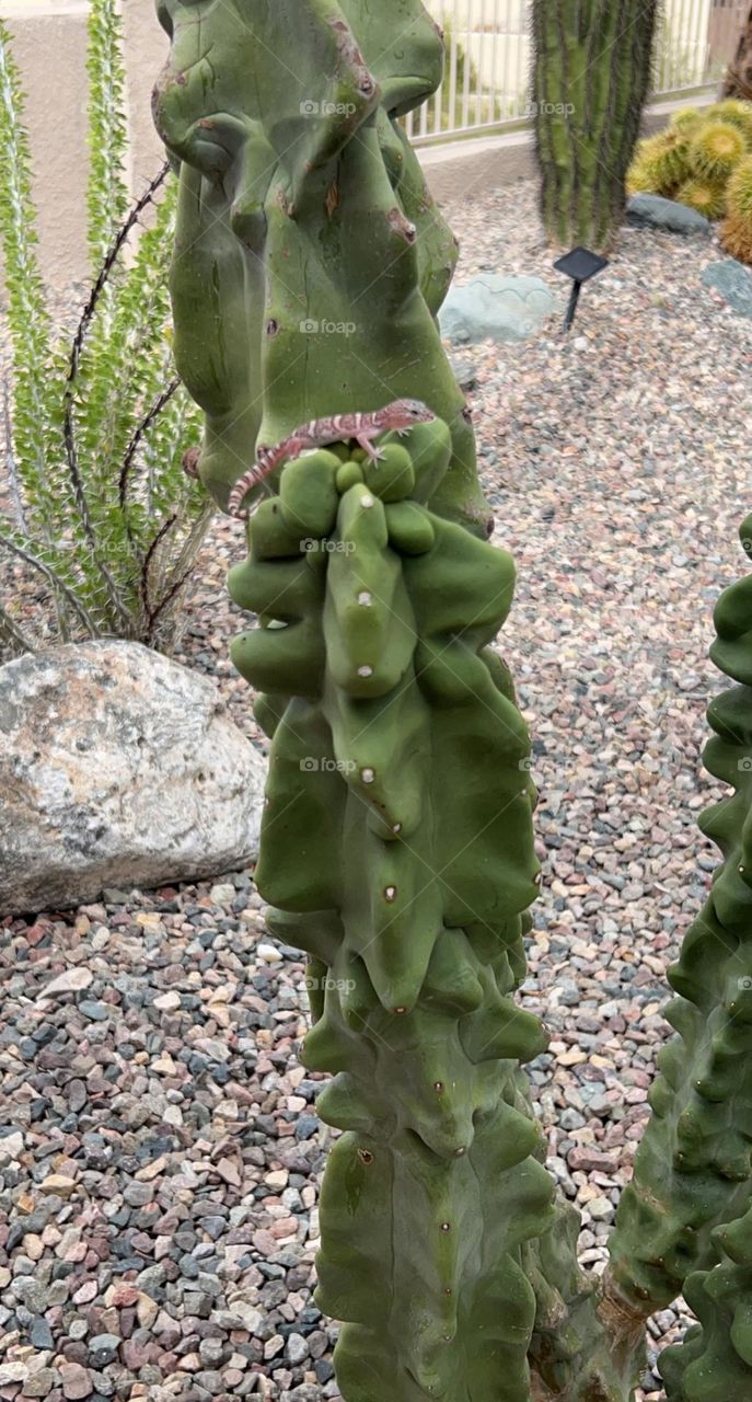 Gecko on cactus 