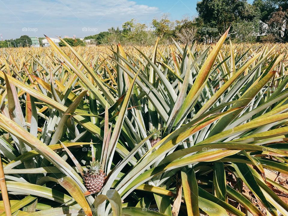 pineapple field