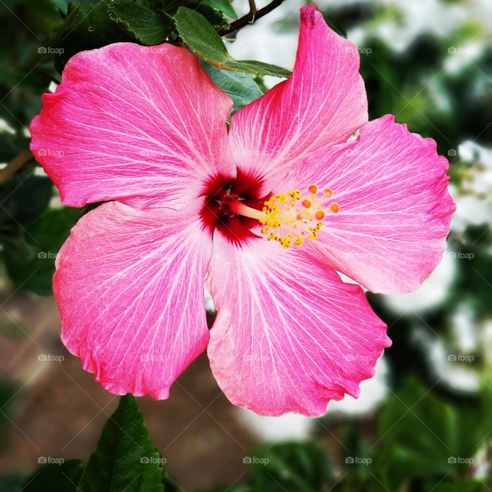 hibiscus