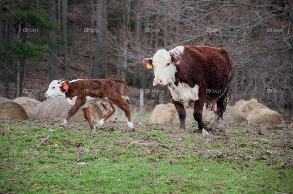 Mama and Baby Calf