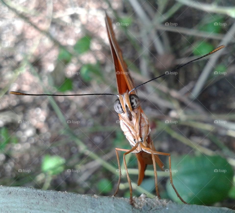 Nature, Wildlife, No Person, Insect, Invertebrate