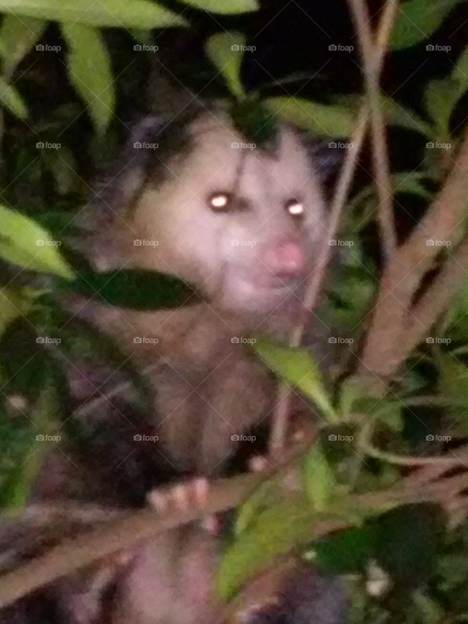 Opossum in my back yard. looks like he's smiling, got to love them.