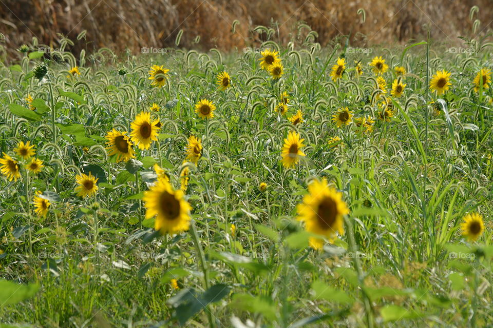 Sunflowers in a Field in Elizabethtown Kentucky