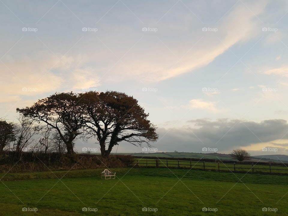Lone tree waiting for summer to give shade to the person who will sit beneath it.