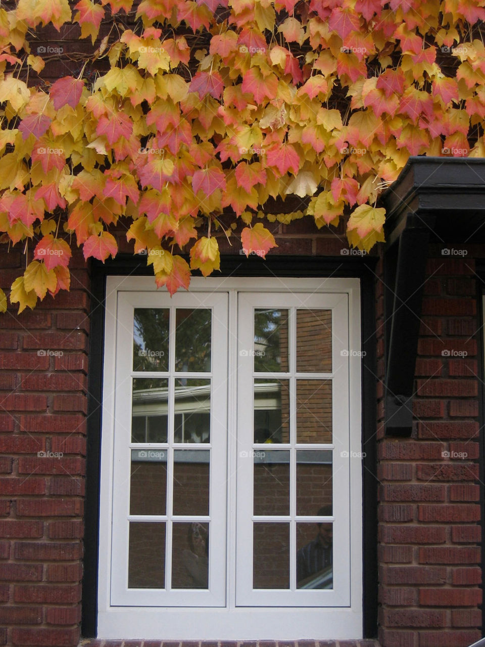 leaves house window fall by lmtrent