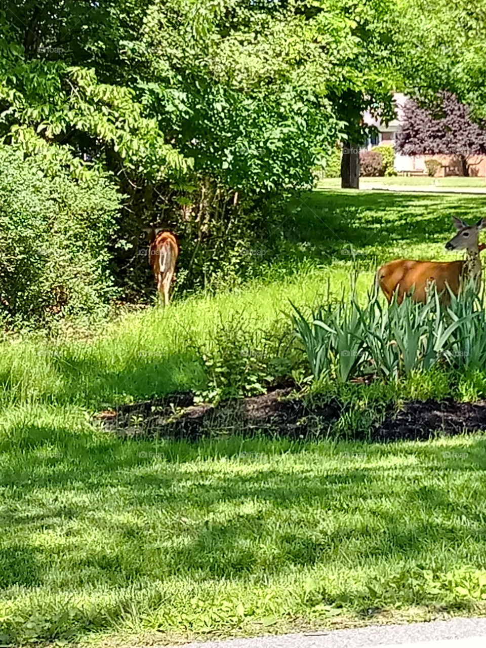 Deer in Parma Ohio