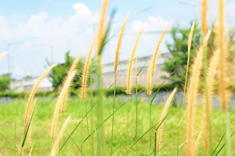 The reed grass with its long green leaves rises, the background is a clear sky during the day.