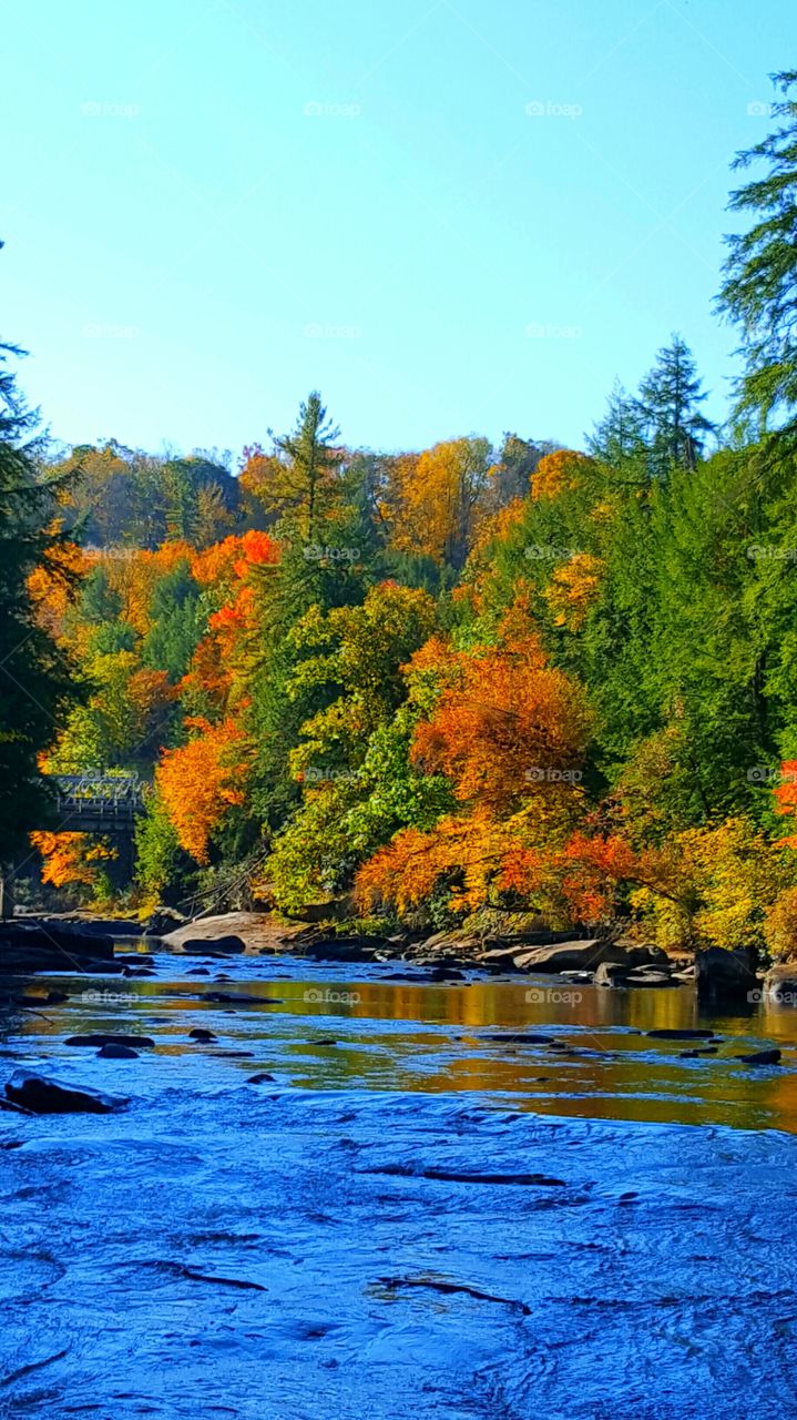 the lake in the forest in autumn