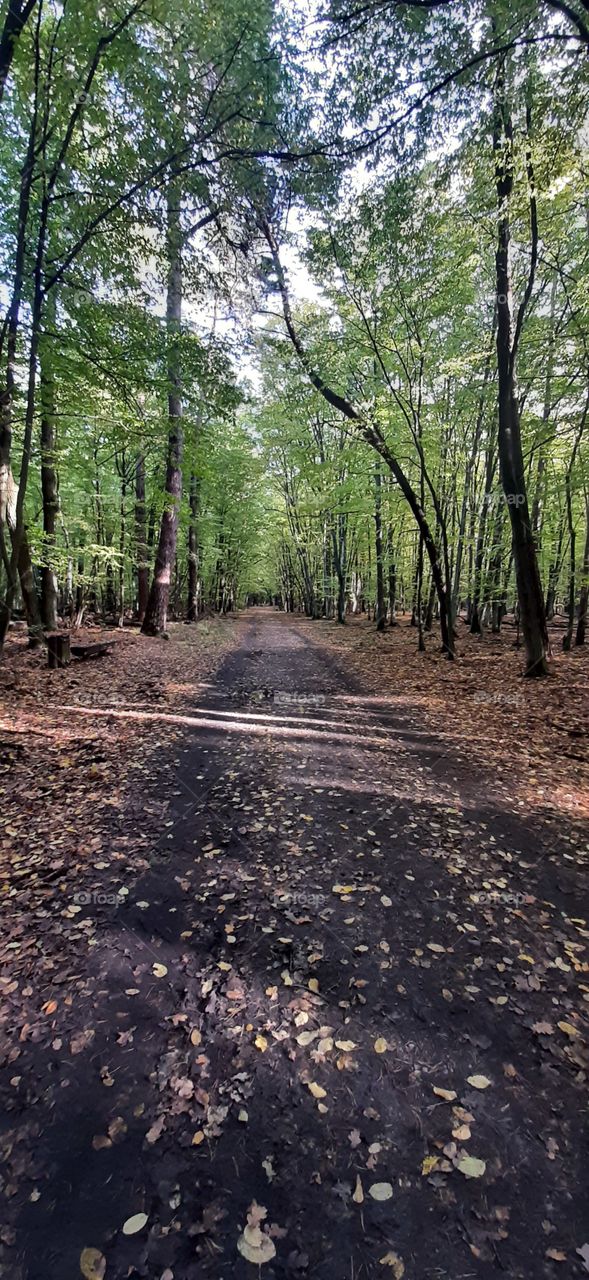 Path in the forest in autumn