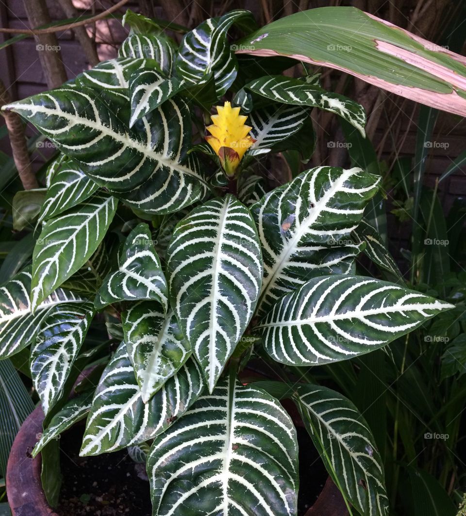 Busy zebra striped plant that is outshined by a bright yellow bloom