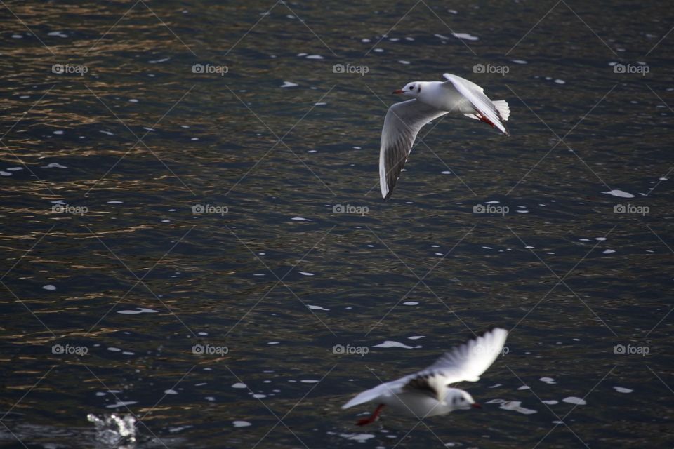 Seagulls flying over lake