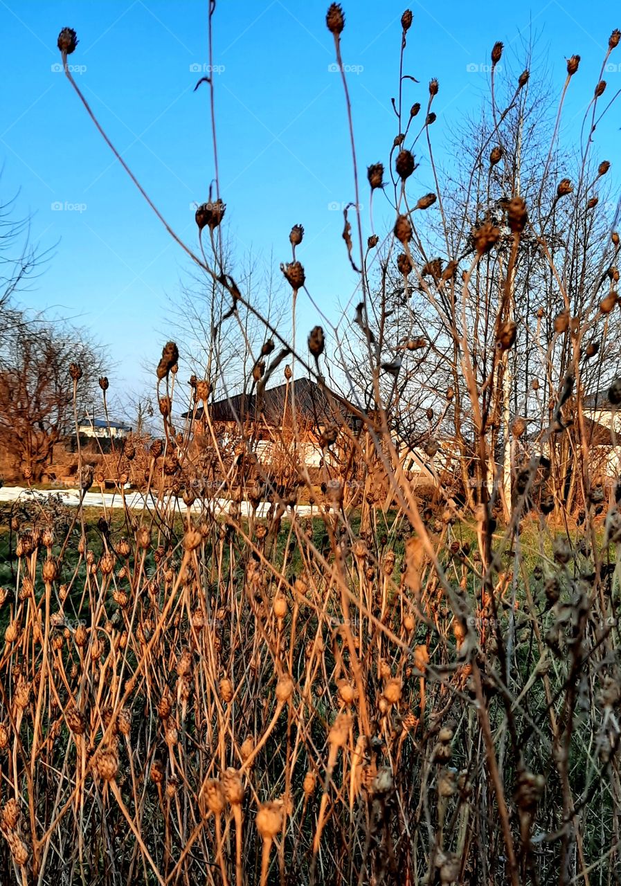 sunlit dried fruits of meadow cornflower against blue sky