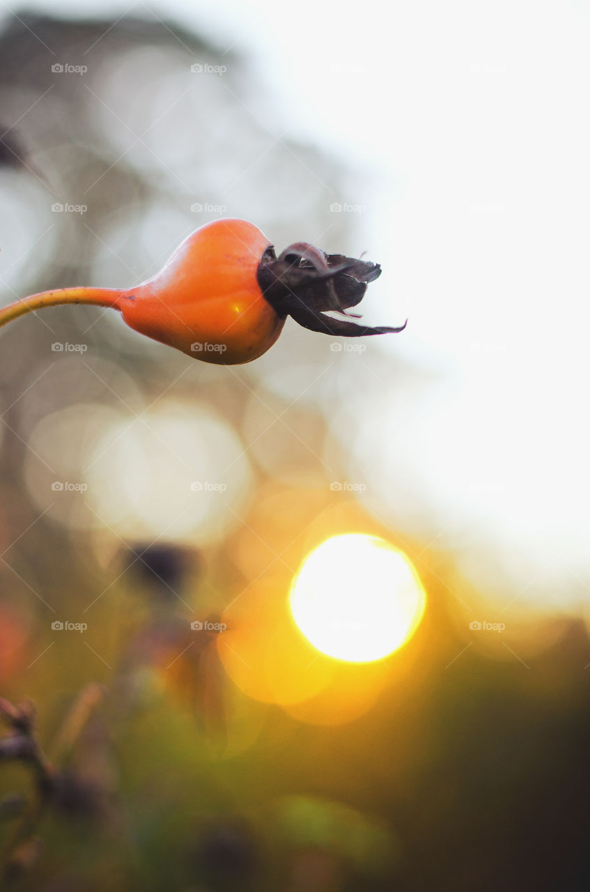 Background of dry autumn flower in orange sunset light.