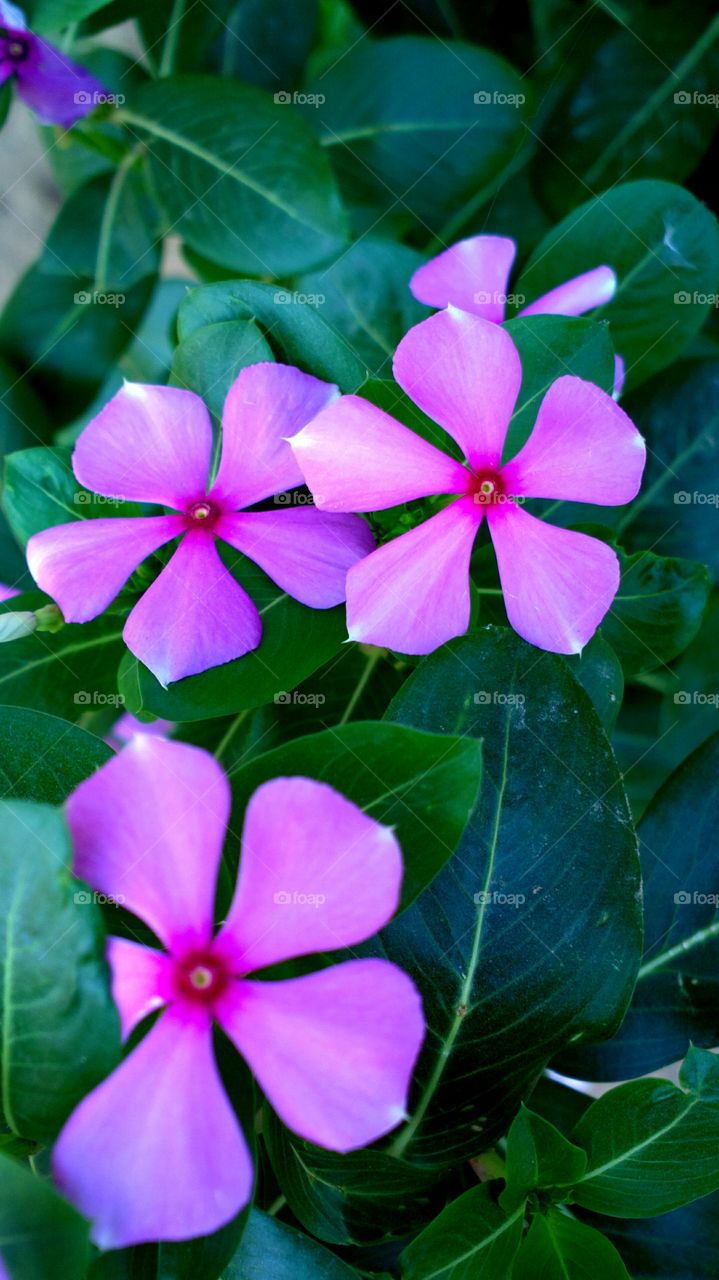 purple flowers