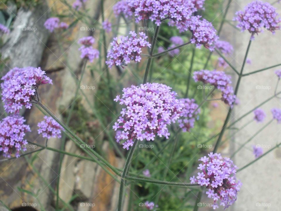 Dainty purple flowers