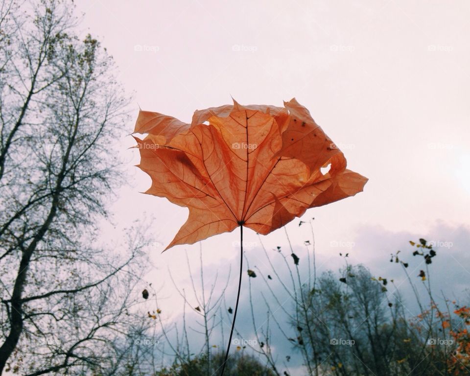 Dry leaf close up 