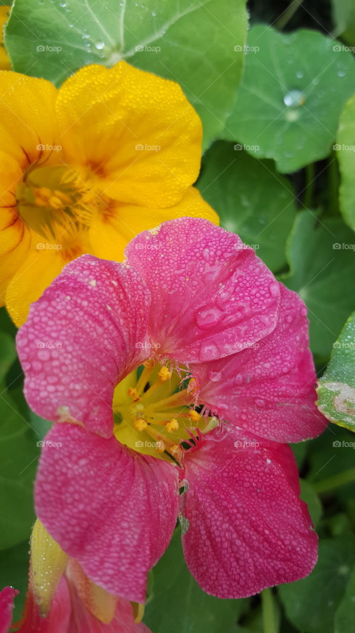 nasturtiums