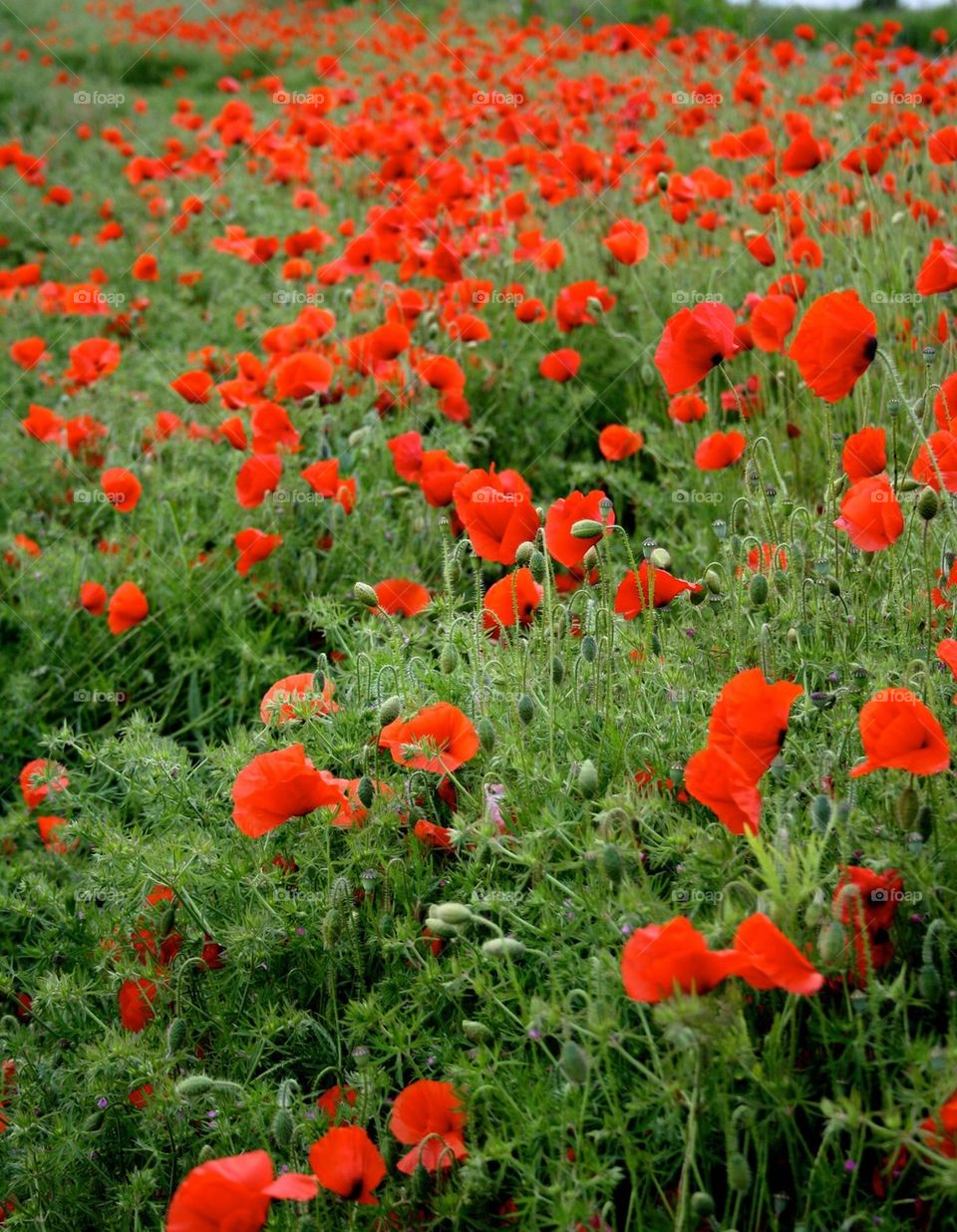 Red poppies 