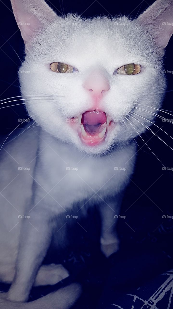 cat