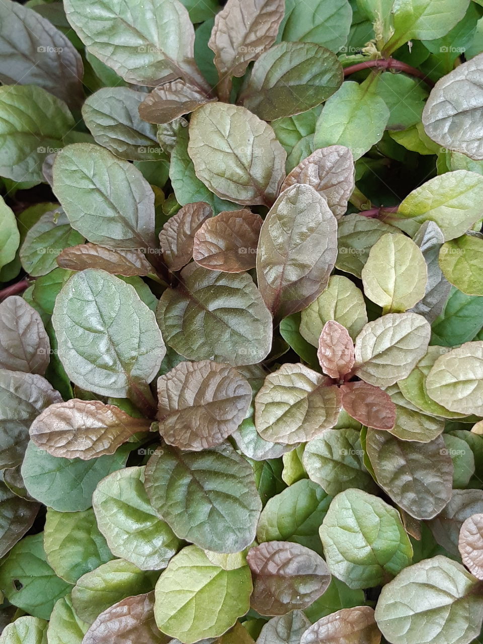 Multi-coloured leaves