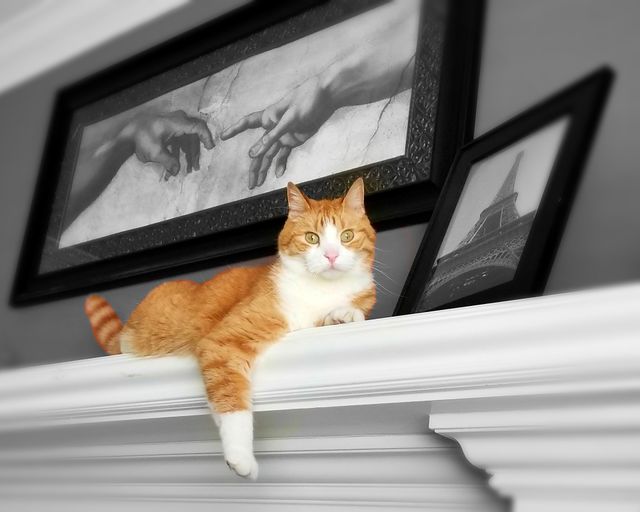 Max hanging out on the mantle. He is always posing for the camera. He has beautiful eyes.