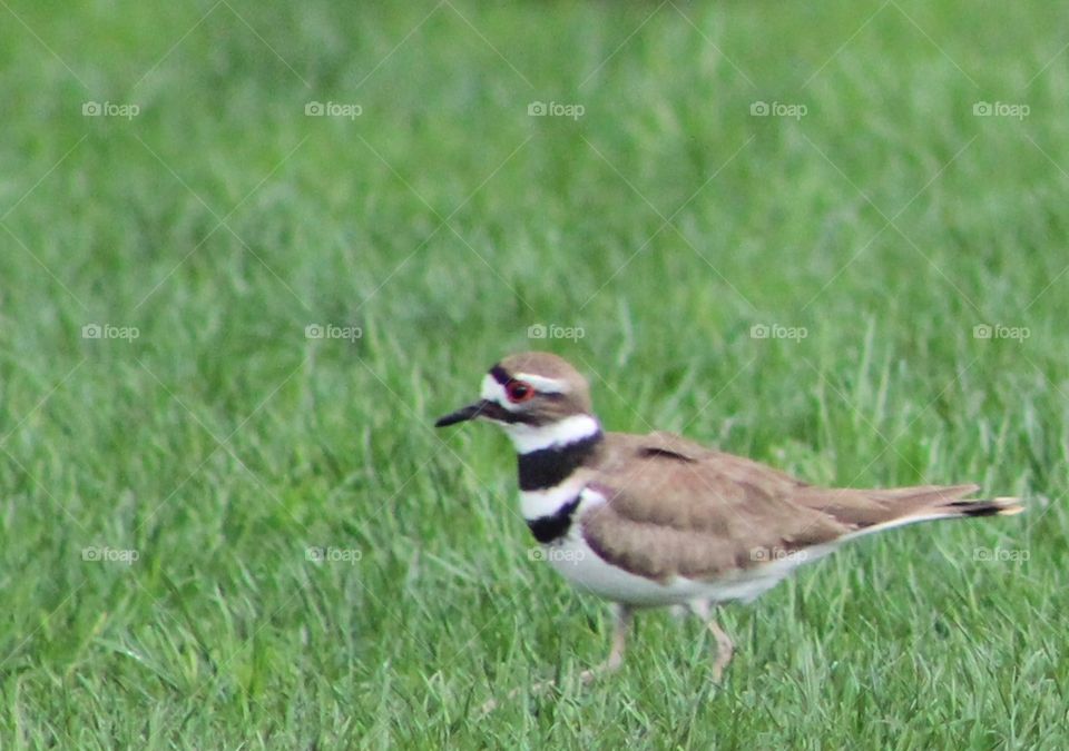 Killdeer shorebird in grassy field