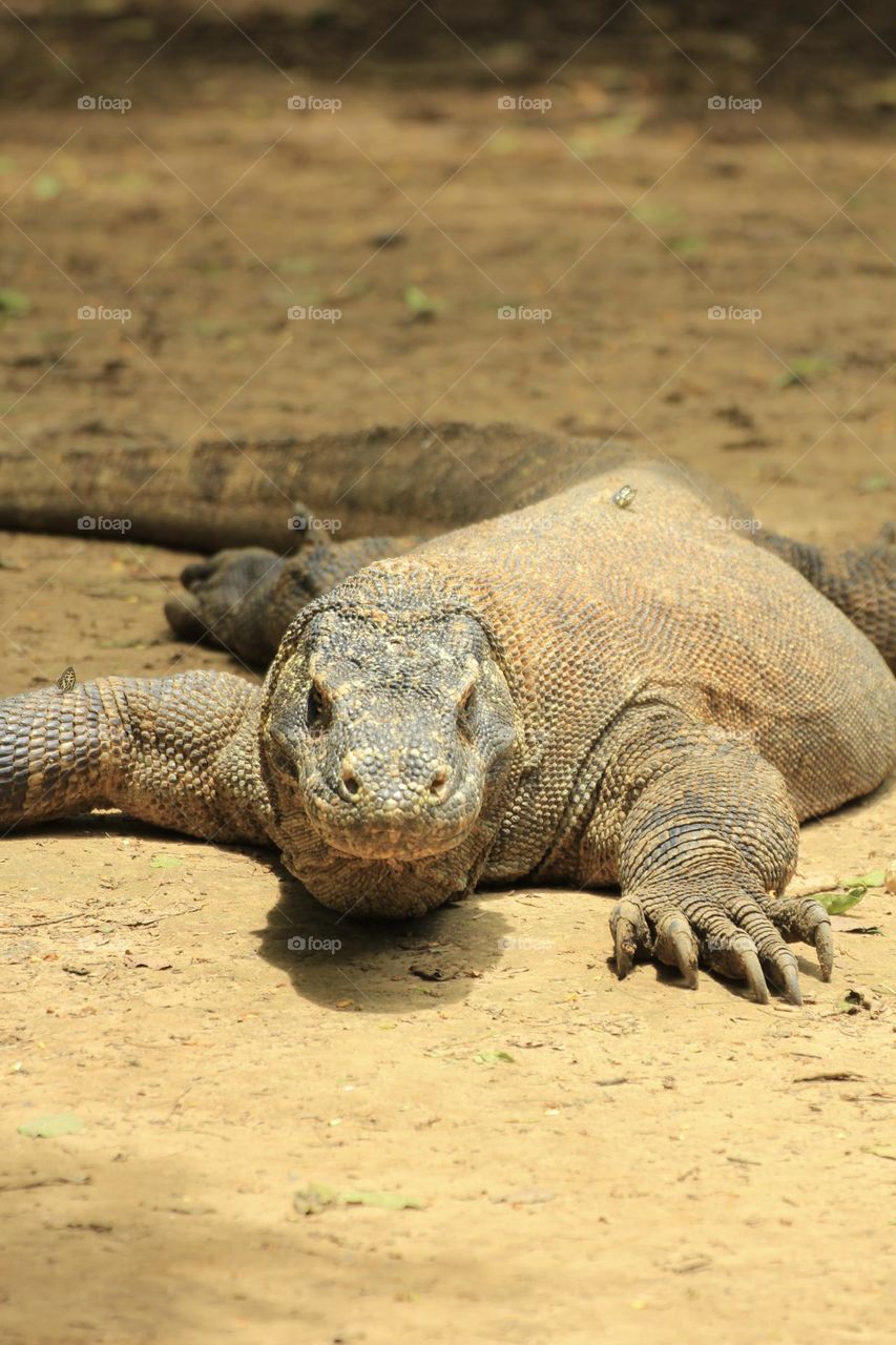 Komodo, the giant lizard 