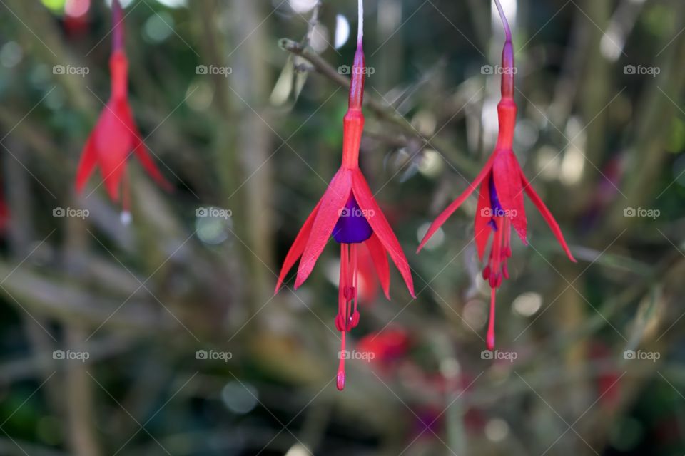 Vibrant Fuchsia Flowers with bokeh and greenery in the background