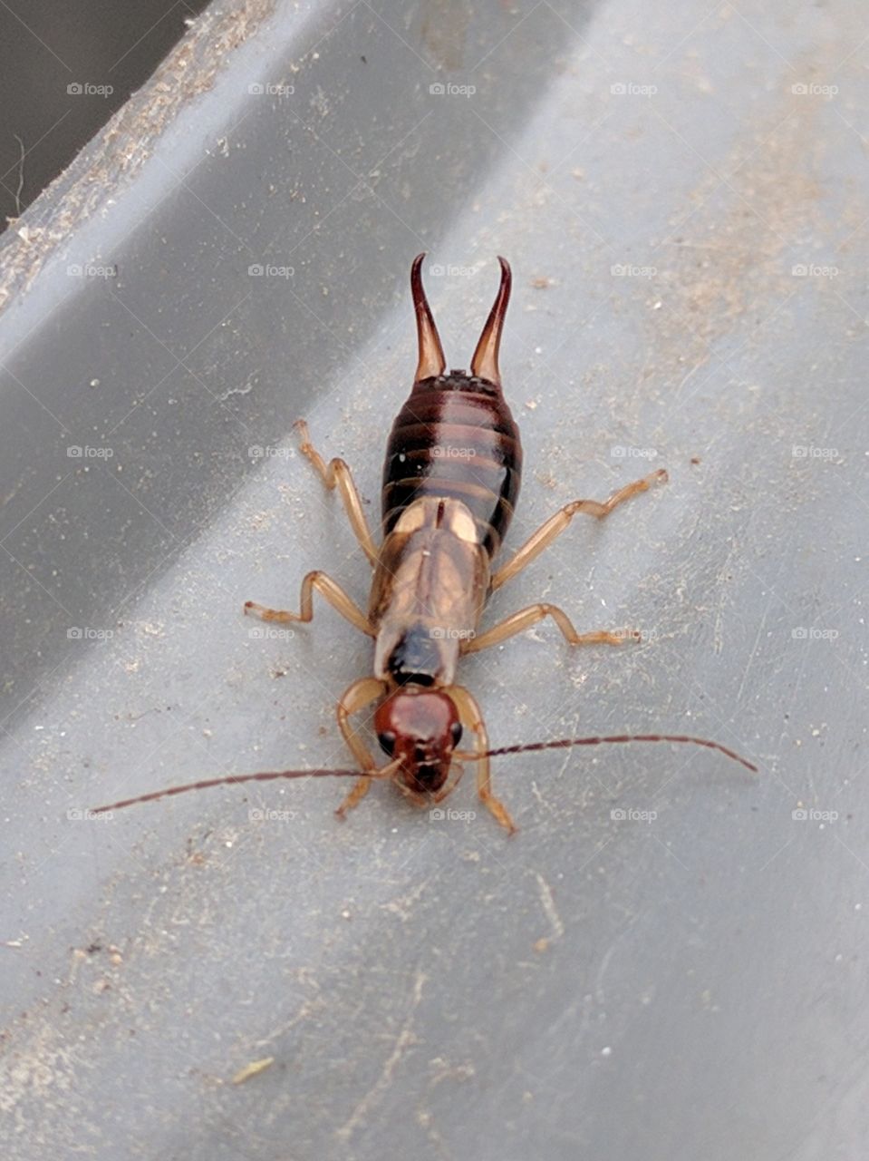 Earwig
