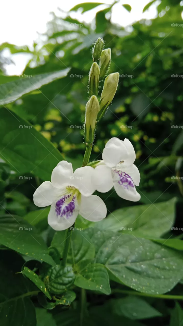 beautiful flowers