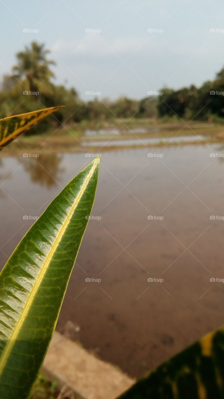 rice field under preparation
