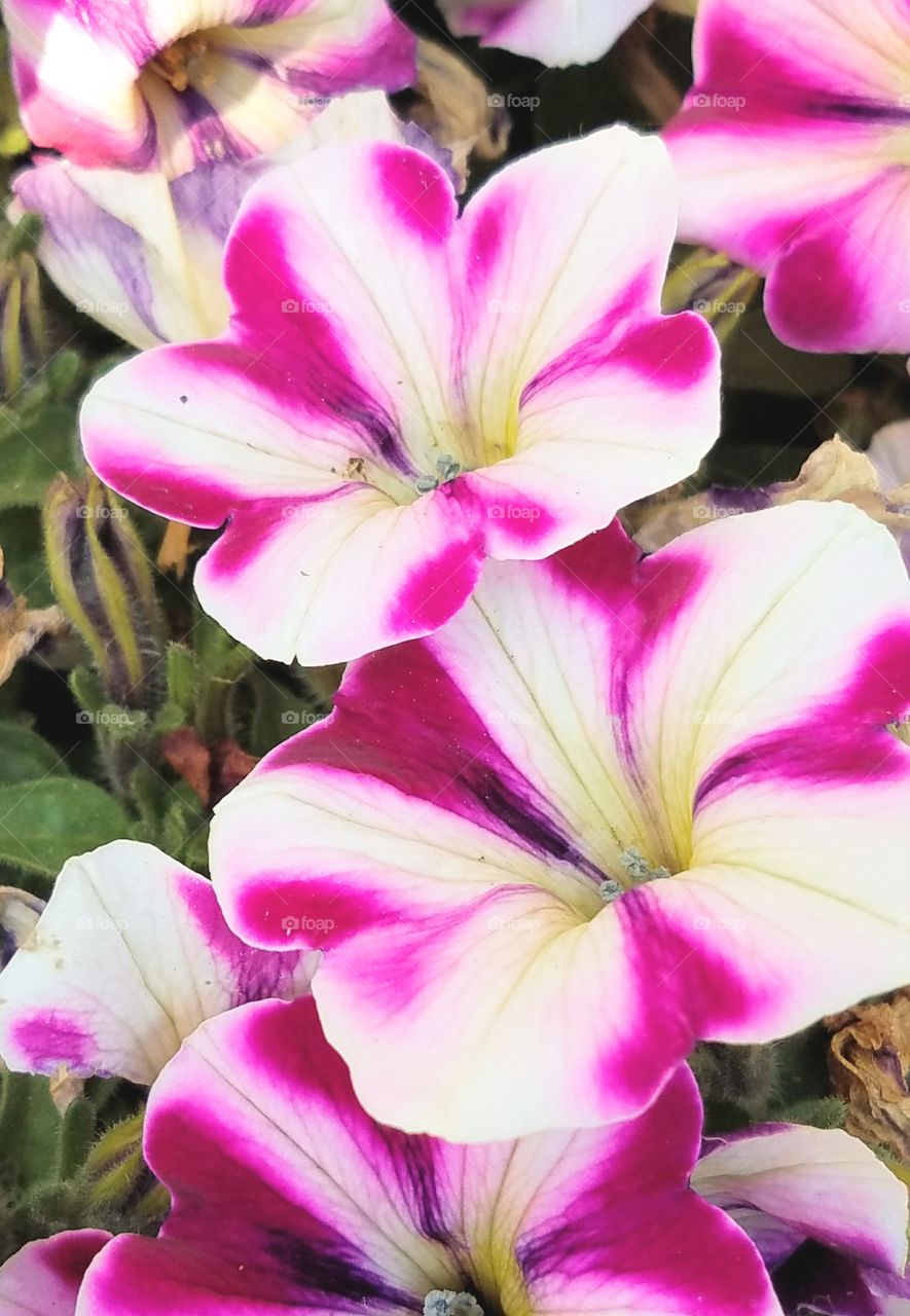 closeup of pink and white striped petunias