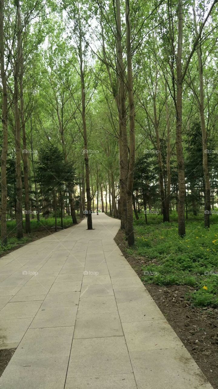 campus pathway