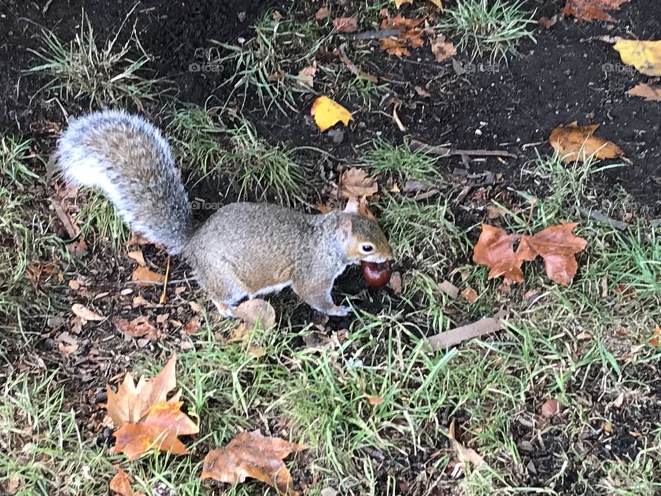 Squirrel with conker in Autumn 