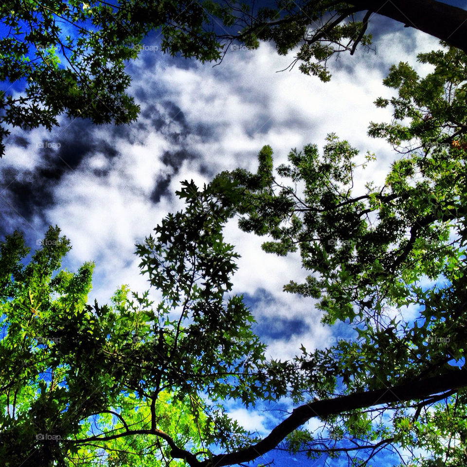 Looking up through trees