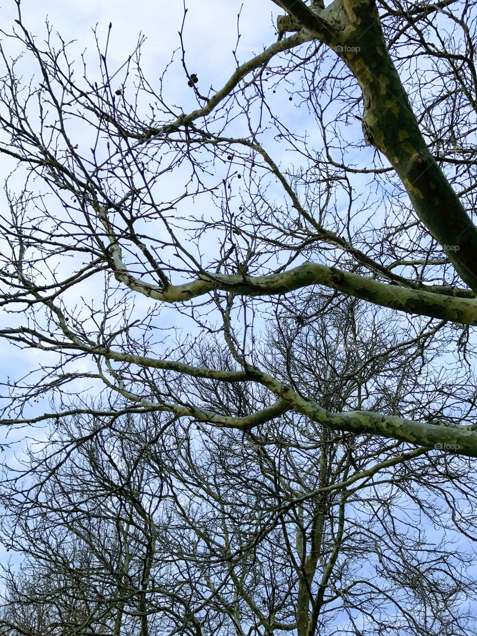 Dead branches 