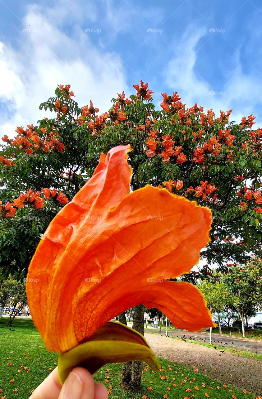 Como resistir a beleza desta árvore? com suas flores com cores fortes que se desprendem dos galhos pra enfeitar a grama.